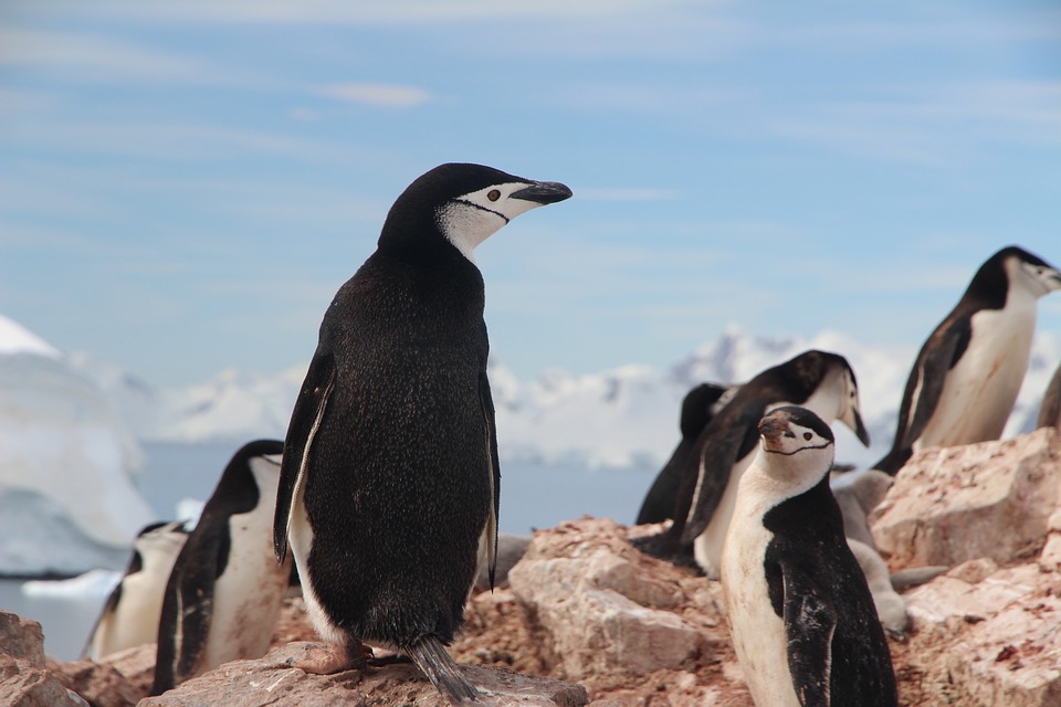 Comandos Básicos Linux para Consulta