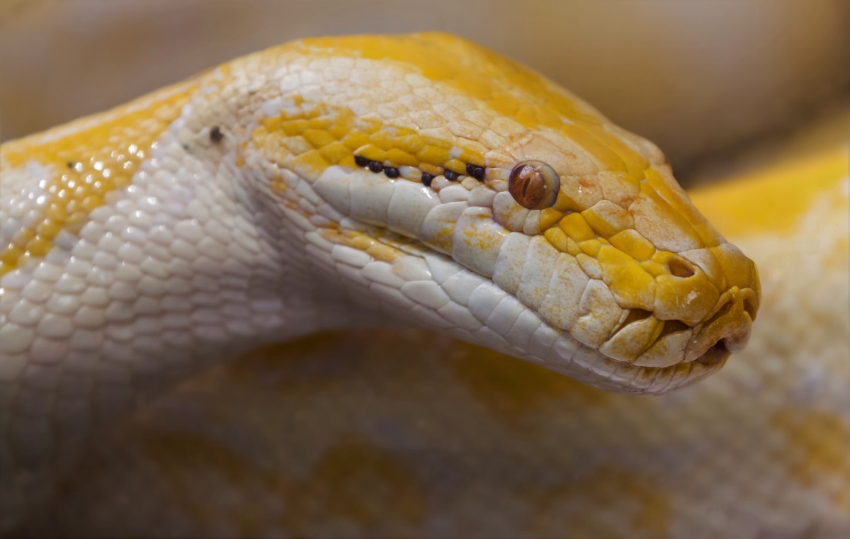 Preparando Ambiente Python e Pacotes